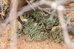 Hereroa puttkameriana