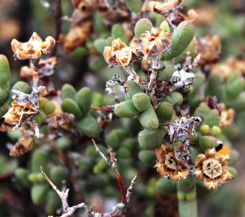 Ruschia robusta