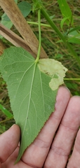 Telamoptilia hibiscivora