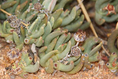 Hereroa puttkameriana