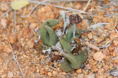 Hereroa puttkameriana