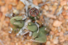 Hereroa puttkameriana