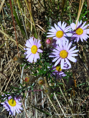 Athrixia arachnoidea