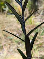 Athrixia arachnoidea