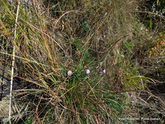 Athrixia arachnoidea