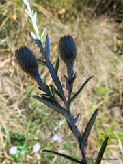 Athrixia arachnoidea