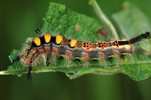 Rusty Tussock Moth
