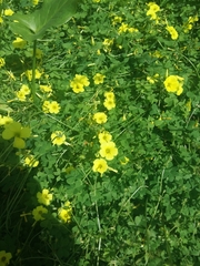 Oxalis pes-caprae