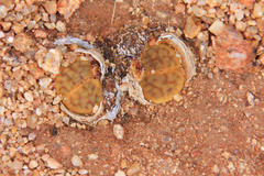 Lithops schwantesii
