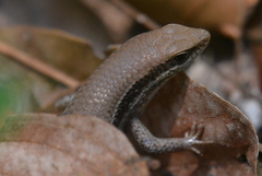 Eutropis macularia