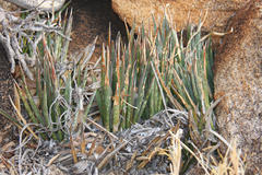 Sansevieria aethiopica