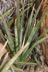 Sansevieria aethiopica