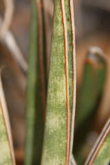 Sansevieria aethiopica