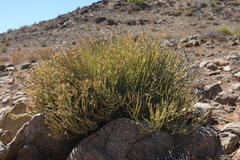 Kleinia longiflora