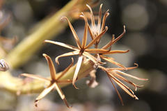 Kleinia longiflora