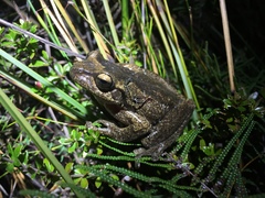 Litoria littlejohni