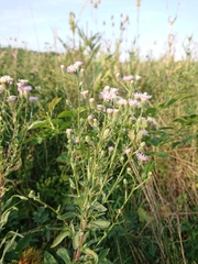 Erigeron acris acris