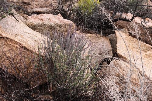 Sarcostemma viminale subsp. stipitaceum (= Cynanchum viminale subsp. stipitaceum)