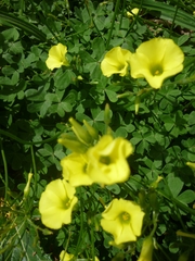 Oxalis pes-caprae