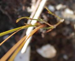 Tritoniopsis burchellii