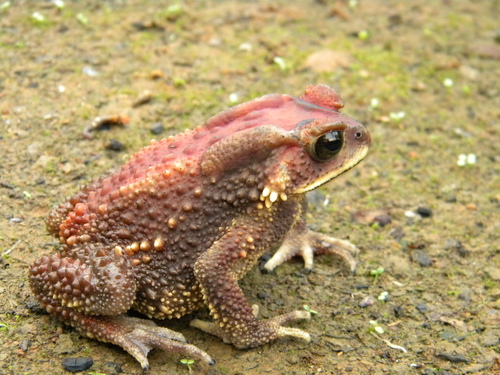 Small-eared Toad, Duttaphrynus microtympanum