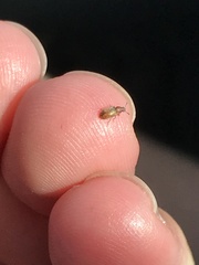 Paratenetus