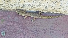 Homonota borellii