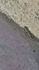 Homonota borellii