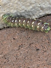 Syssphinx hubbardi