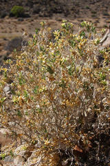 Kissenia capensis