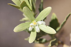 Kissenia capensis