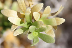 Kissenia capensis