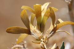 Kissenia capensis