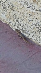 Homonota borellii