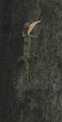 Draco maculatus