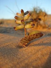Lachenalia buchubergensis
