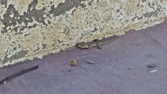 Homonota borellii