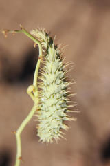 Pergularia daemia garipensis