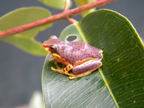 Noble's Bush Frog, Raorchestes glandulosus