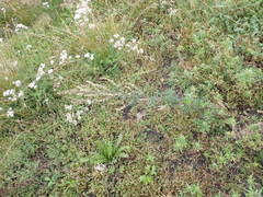Artemisia mongolica