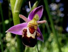 Ophrys apifera aurita