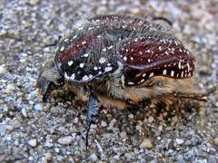 Trichostetha capensis