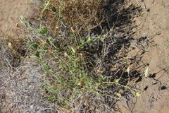Pergularia daemia garipensis