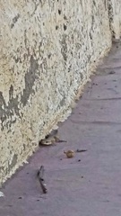 Homonota borellii