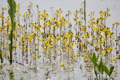 Utricularia australis