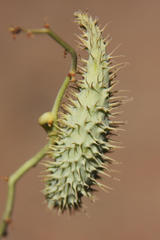 Pergularia daemia garipensis