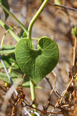 Pergularia daemia garipensis