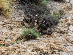 Dianthus namaensis
