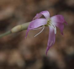 Dianthus namaensis