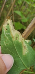 Telamoptilia hibiscivora